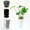  観葉植物 陶器鉢 インテリア フラワーギフト モンステラ陶器鉢入り