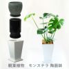  観葉植物 陶器鉢 インテリア フラワーギフト モンステラ陶器鉢入り