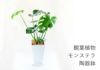  観葉植物 陶器鉢 インテリア フラワーギフト モンステラ陶器鉢入り