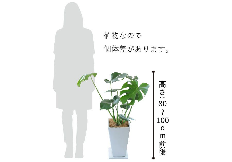  観葉植物 陶器鉢 インテリア フラワーギフト モンステラ陶器鉢入り