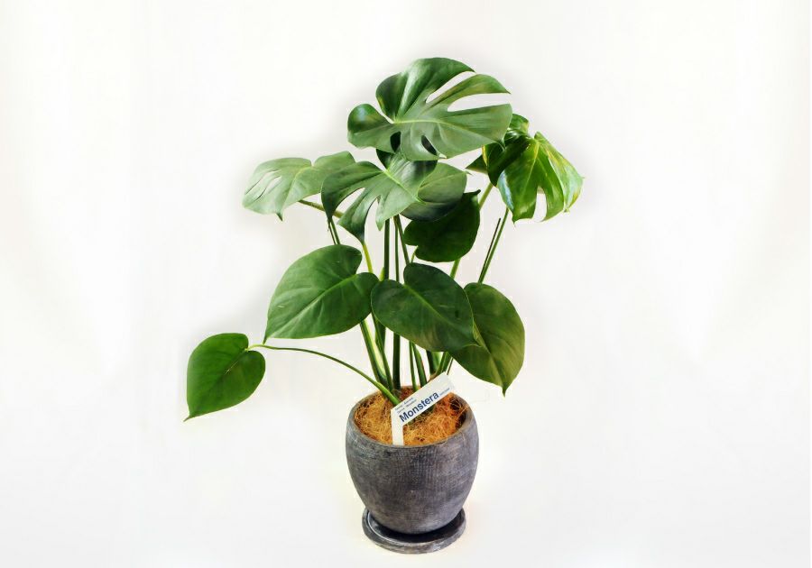  観葉植物 陶器鉢 インテリア フラワーギフト モンステラ陶器鉢入り