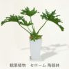 観葉植物 フィロデンドロン陶器鉢入り