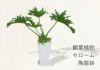 観葉植物 フィロデンドロン陶器鉢入り