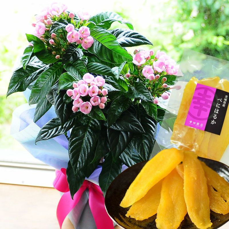 におい桜の鉢植え 5号鉢とスイーツセット