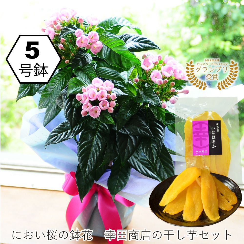 におい桜の鉢植え 5号鉢とスイーツセット