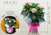 におい桜の鉢植え 5号鉢とスイーツセット