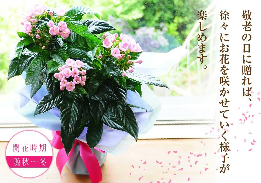 におい桜の鉢植え 5号鉢とスイーツセット