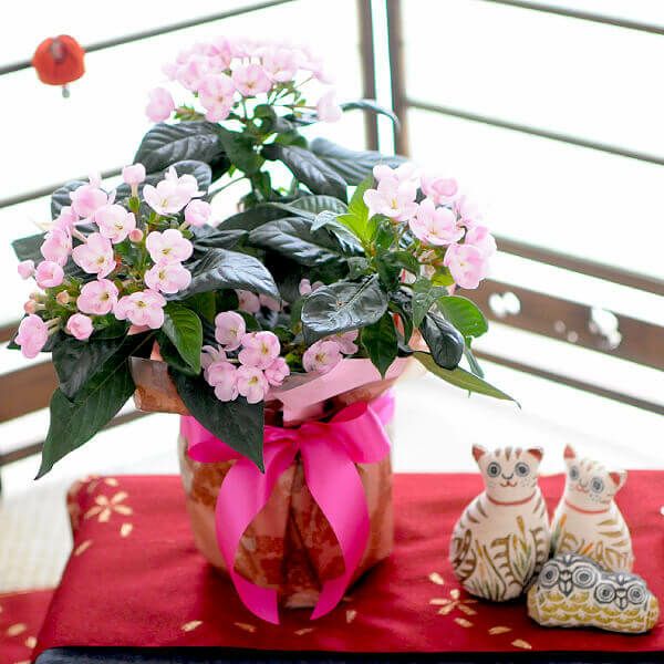 におい桜の鉢植え 5号鉢とスイーツセット