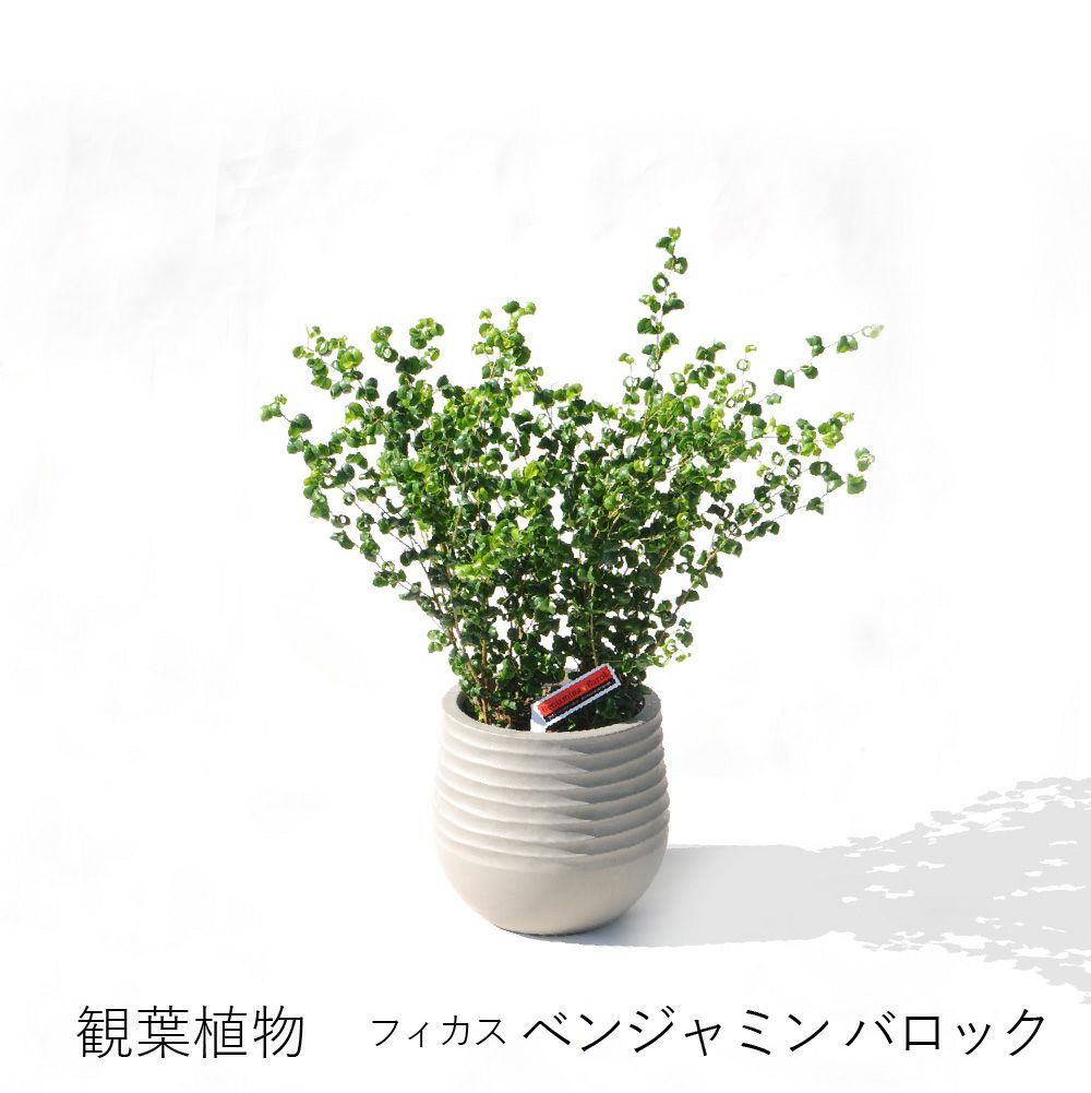 観葉植物 フィカス ベンジャミン バロック