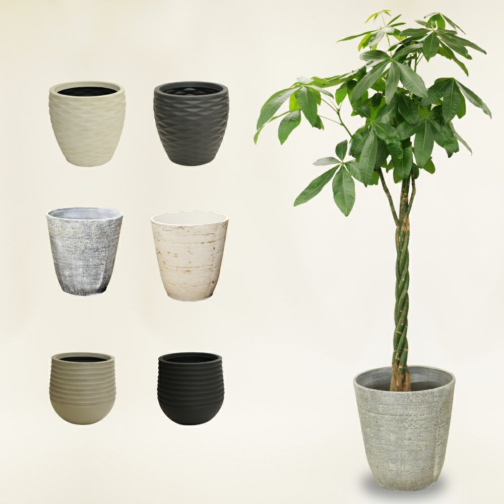 観葉植物 開店祝い 移転祝い パキラ 10号 選べる鉢カバー付き