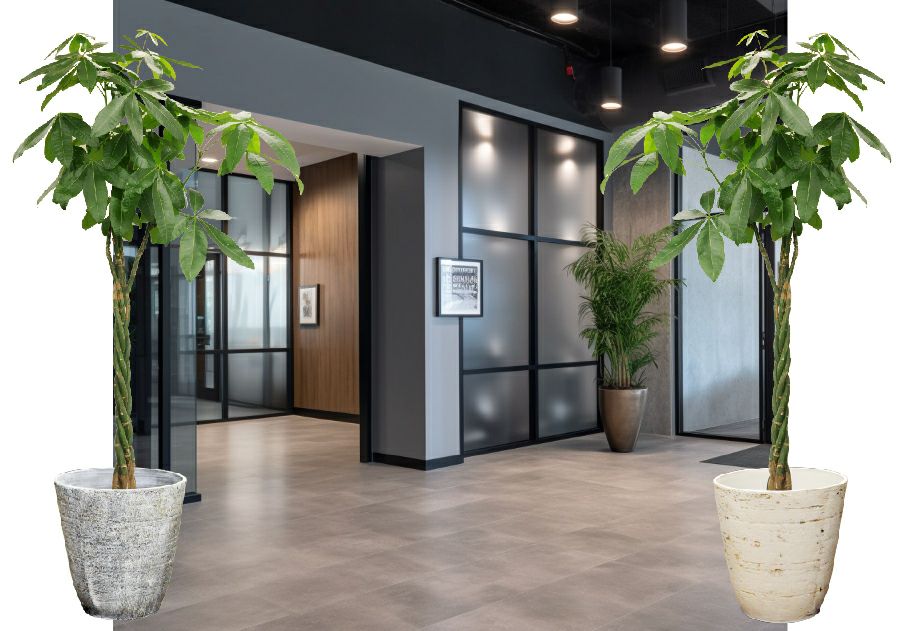 観葉植物 開店祝い 移転祝い パキラ 10号 選べる鉢カバー付き