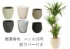 観葉植物 ユッカ 10号鉢 選べる鉢カバー付き