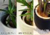 観葉植物 ユッカ 10号鉢 選べる鉢カバー付き