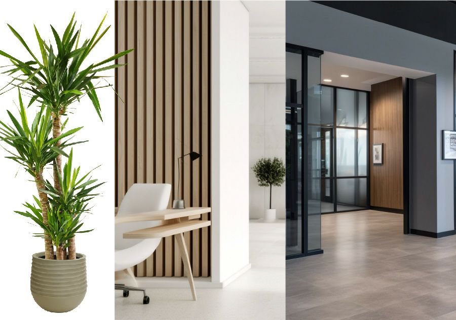 観葉植物 ユッカ 10号鉢 選べる鉢カバー付き