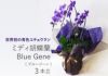 世界初の青色コチョウラン ミディ胡蝶蘭 Blue Geneブルージーン3本立