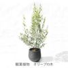 観葉植物 オリーブの木（HINAKAZE）