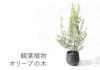 観葉植物 オリーブの木（HINAKAZE）