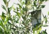 観葉植物 オリーブの木（HINAKAZE）