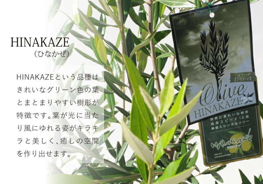 観葉植物 オリーブの木（HINAKAZE）