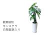 観葉植物 大型モンステラ白陶器鉢入り