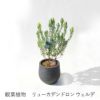 観葉植物 リューカデンドロン ウェルデ