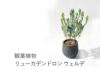 観葉植物 リューカデンドロン ウェルデ