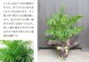 観葉植物テーブルヤシ6号鉢