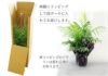 観葉植物テーブルヤシ6号鉢