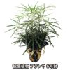 観葉植物アラレヤ6号鉢