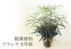 観葉植物アラレヤ6号鉢