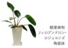 観葉植物フィロデンドロン・ロジョコンゴ 選べる陶器鉢入り