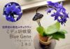 世界初の青色コチョウラン ミディ胡蝶蘭 Blue Geneブルージーン1本立
