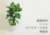 観葉植物 フィカス・ロブスター 2本立陶器鉢入り