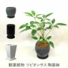 観葉植物 ツピタンサス陶器鉢入り