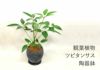 観葉植物 ツピタンサス陶器鉢入り