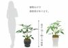 観葉植物 ツピタンサス陶器鉢入り