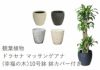 観葉植物 ユッカ 10号鉢 選べる鉢カバー付き