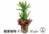 観葉植物 ドラセナ ジェレ 7号鉢