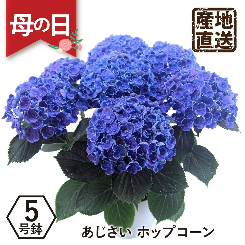 アジサイの鉢植え ポップコーン5号鉢