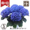 アジサイの鉢植え ポップコーン5号鉢