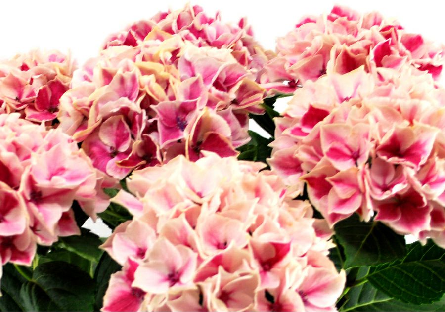 アジサイの鉢植え ピルニッツ5号鉢