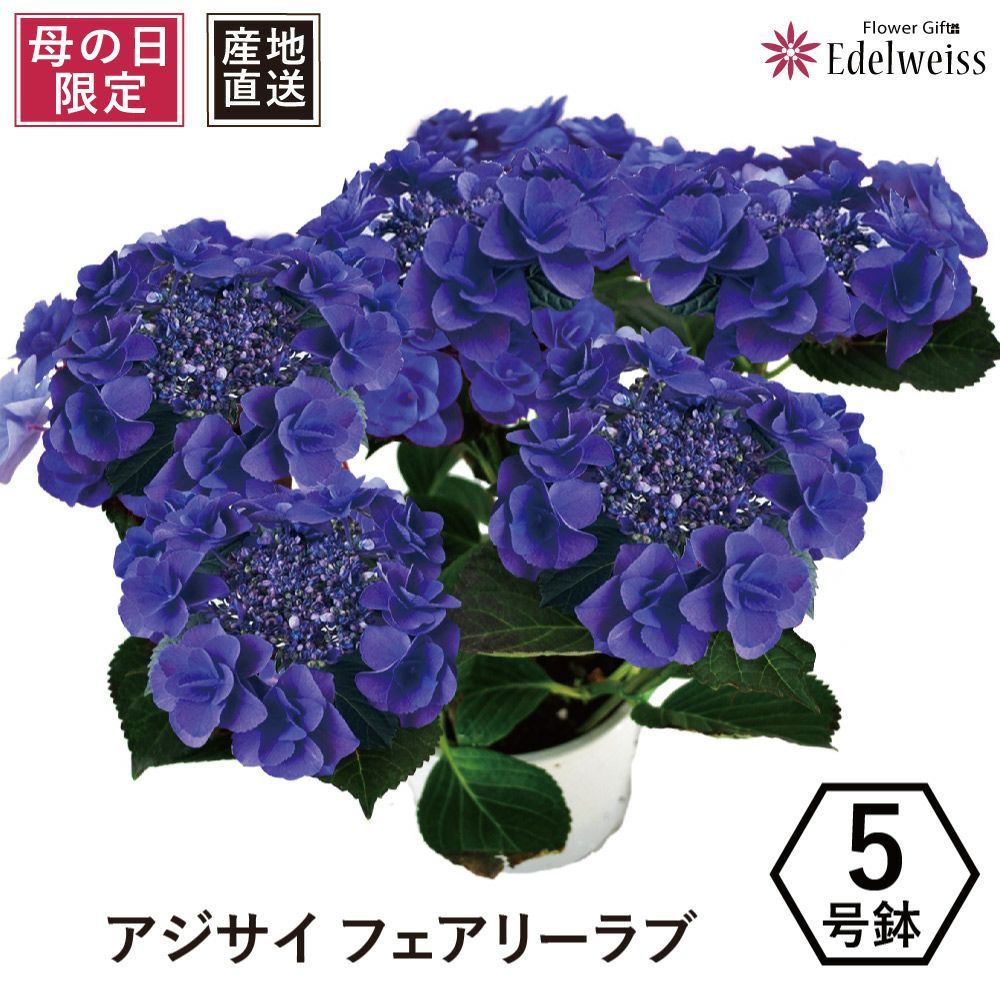 アジサイの鉢植え フェアリーラブ5号鉢