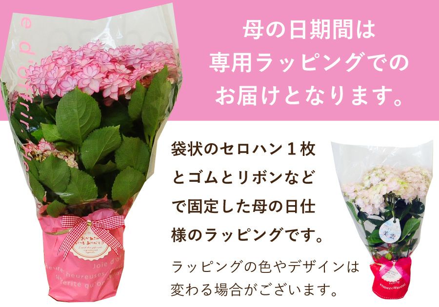 アジサイの鉢植え フェアリーラブ5号鉢