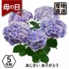 アジサイの鉢植え ありがとう5号鉢