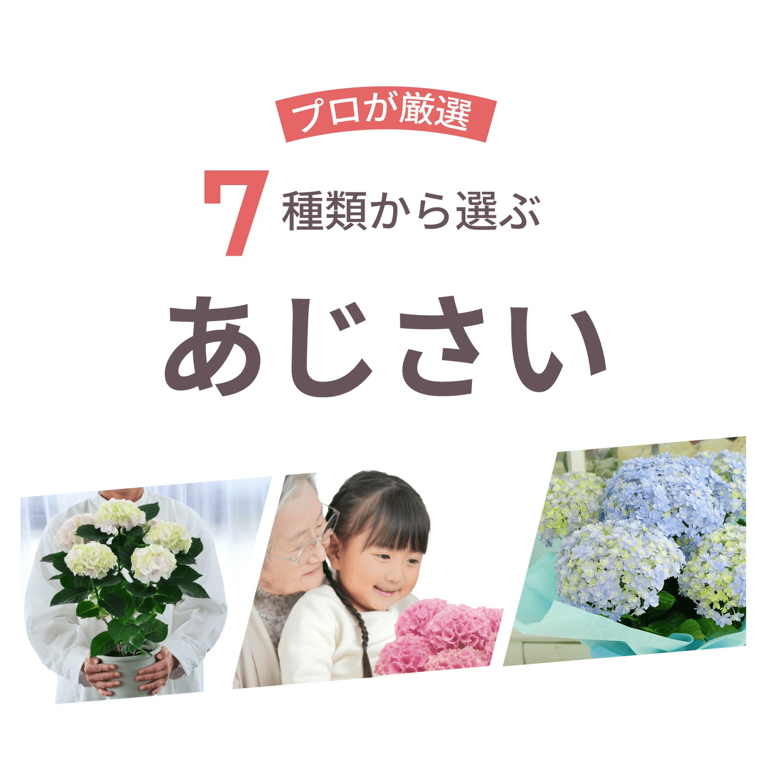 アジサイ 歌合せ5号鉢