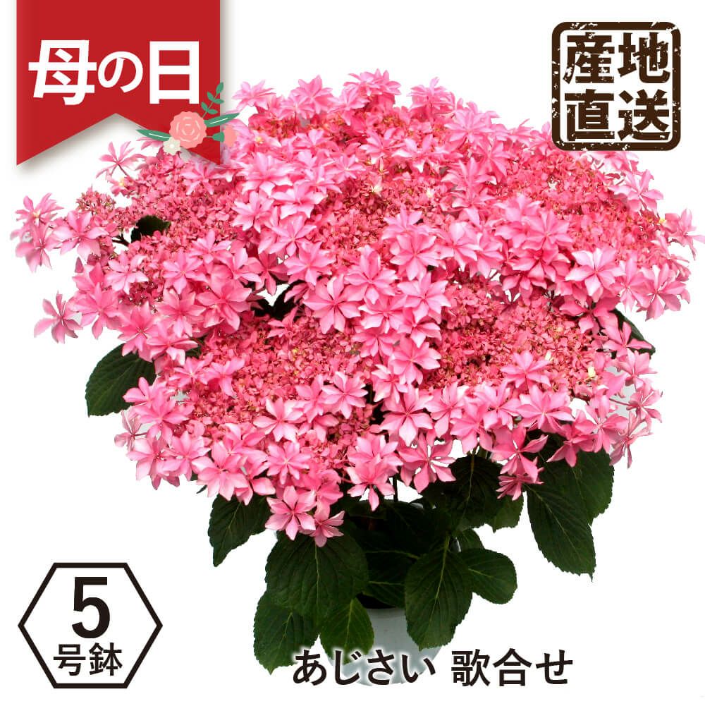 アジサイ 歌合せ5号鉢