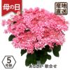 アジサイ 歌合せ5号鉢