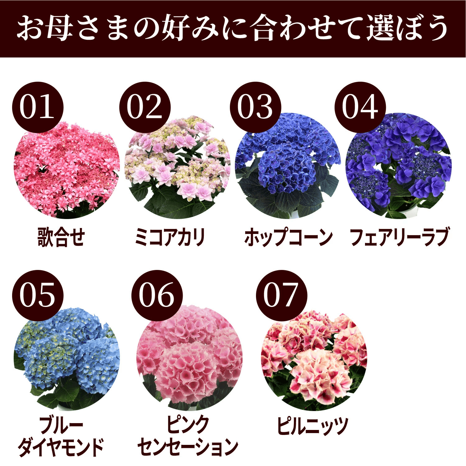 アジサイ 歌合せ5号鉢