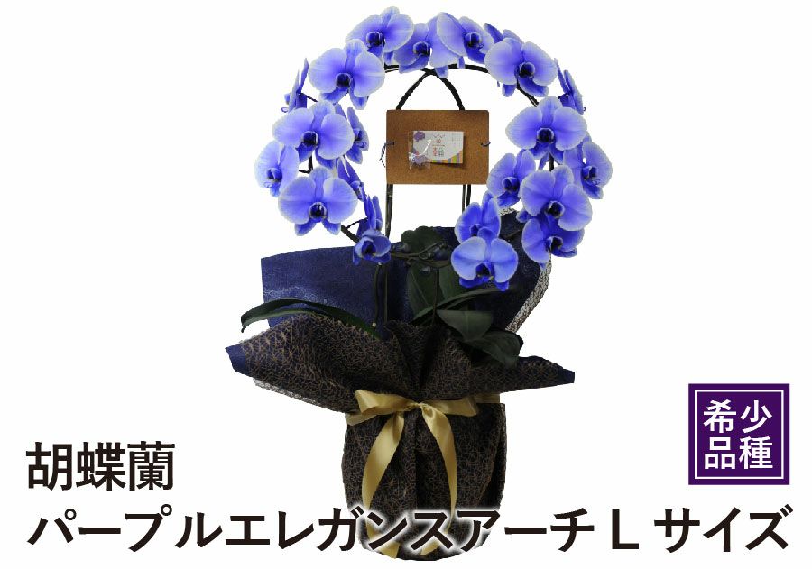 胡蝶蘭パープル エレガンスアーチLサイズ
