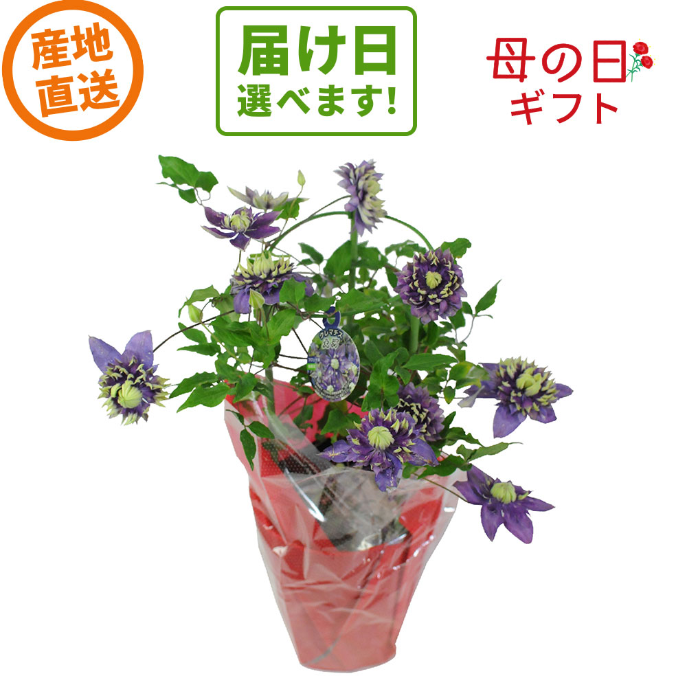産地直送 クレマチス 大河5号鉢